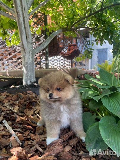 Щенки шпица