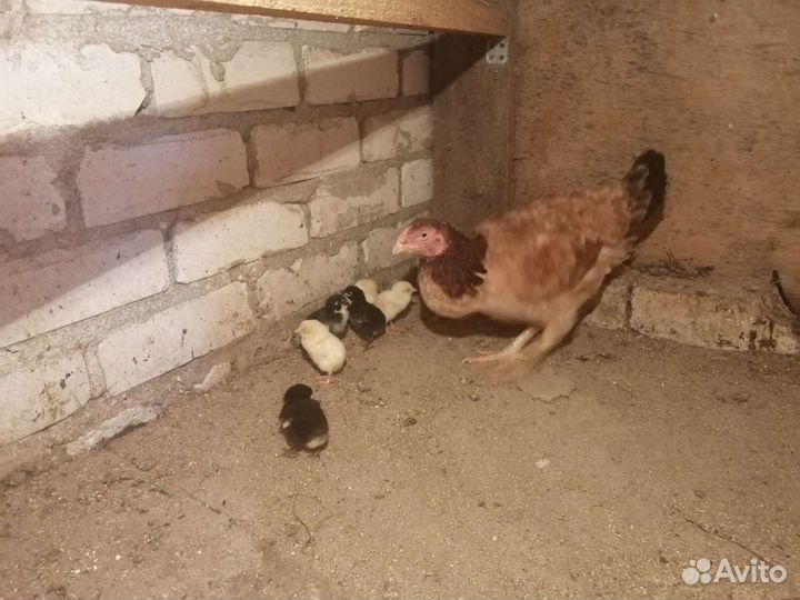 Цыплята байцовий