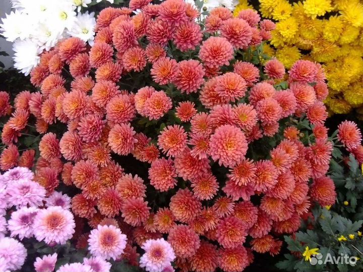 Хризантемы мультифлора