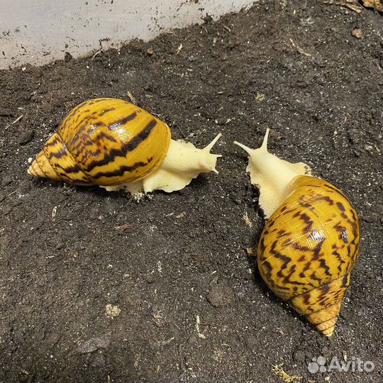 Ахатина Ахатина Альбино (тигр)