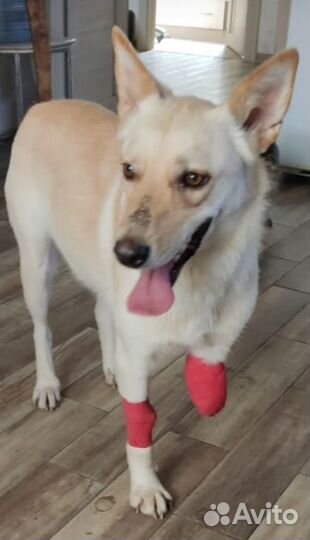 Собачка в добрые ручки