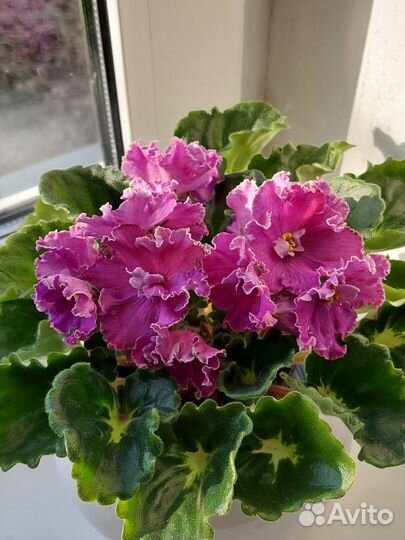 Сортовые фиалки цветущие