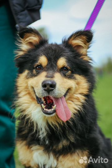 Шикарный пёс в добрые руки