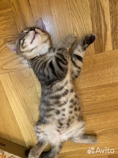 Пятнистые котята