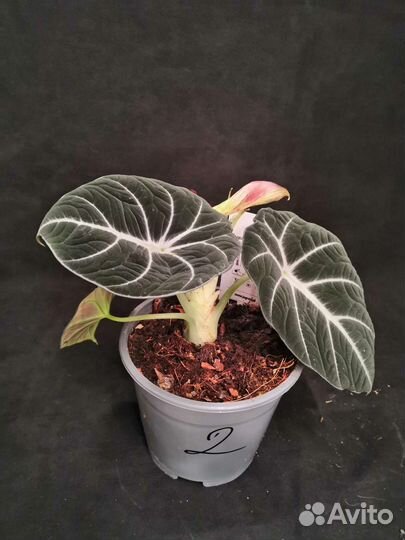 Алоказия блэк вельвет 14/25