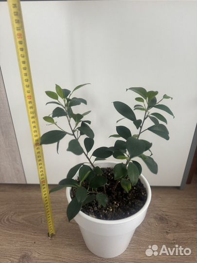 Фикус бенджамина