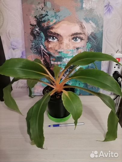 Хлорофитум оранж