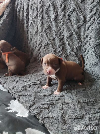 Щенки питбуля