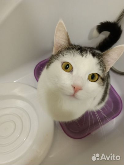 Котик в добрые руки