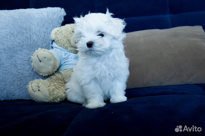 Щенки мальтезе