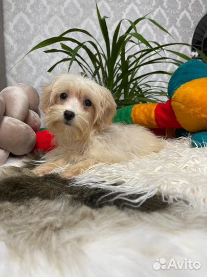 Мальтипу карамелька