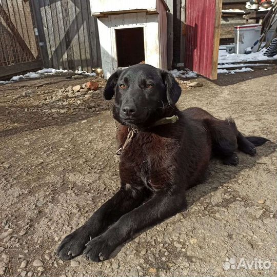 Собака в добрые руки
