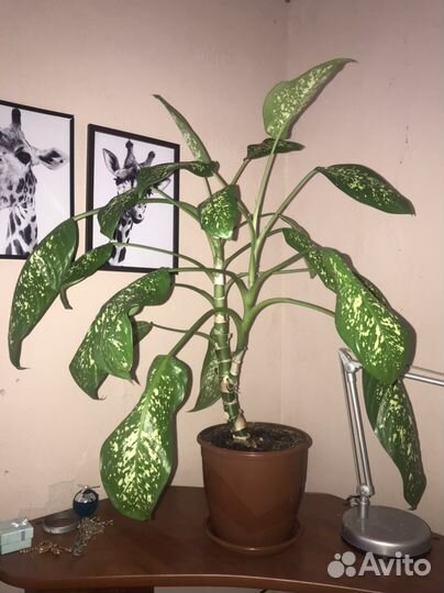 Диффенбахия