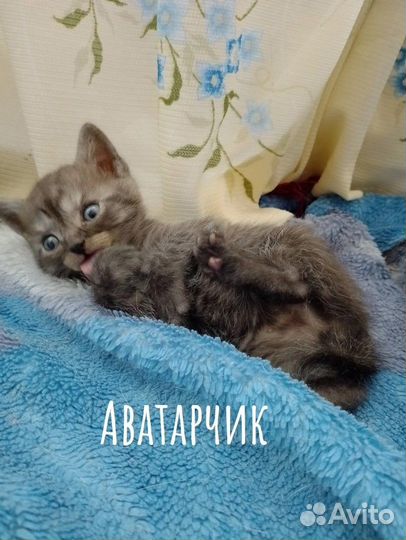 Шотландская
