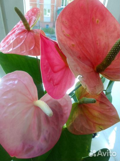 Комнатные растения