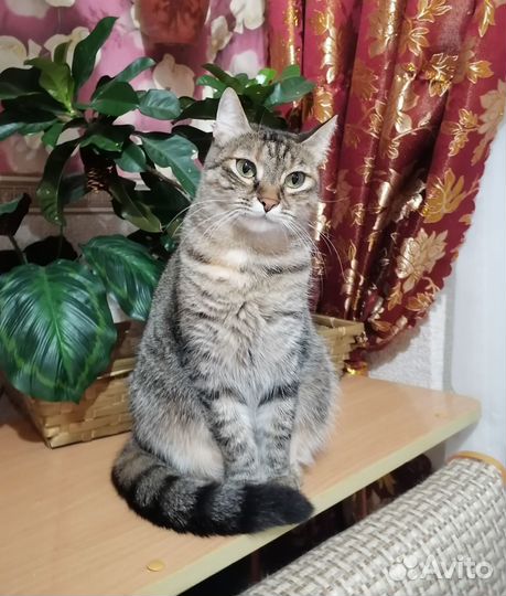 Кошка полосатая