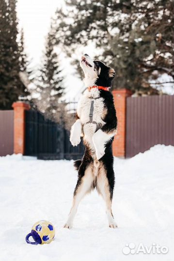 Алабай сао в добрые руки