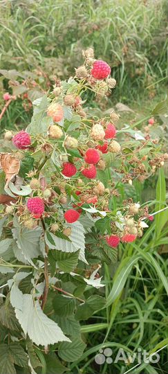 Саженцы ремонтантной малины