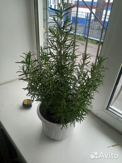 Розмарин в горшке