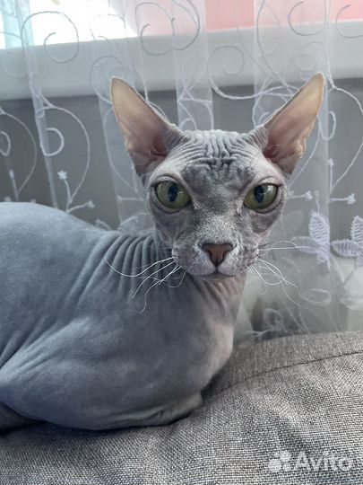 Донской сфинкс вязка