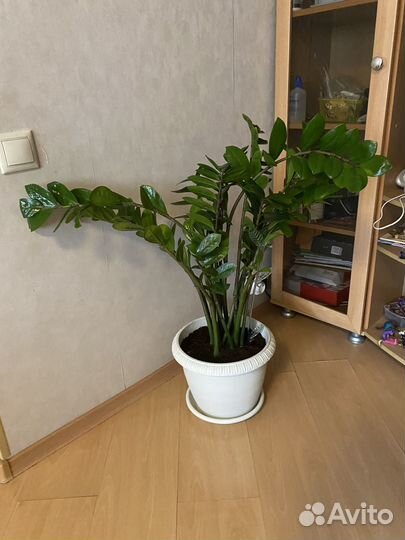 Замиокулькас