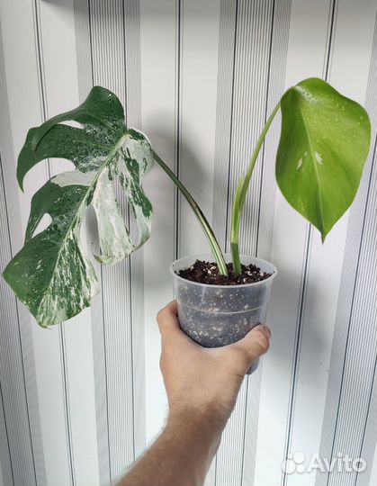 Монстера Альба вариегатная