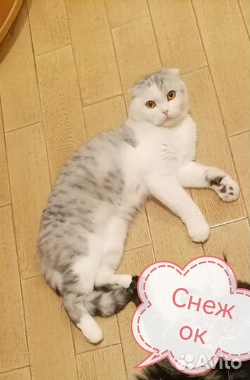 Продам кота