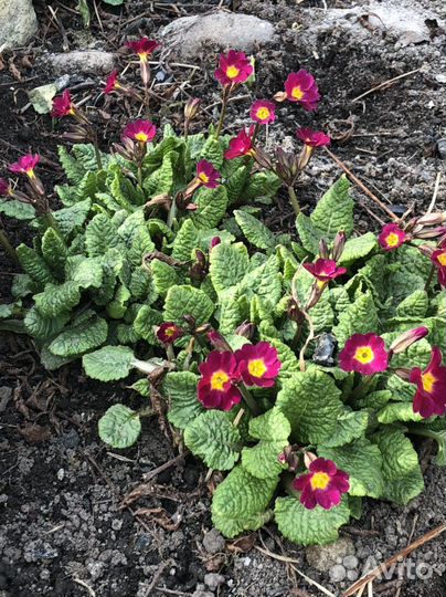 Цветы примулы