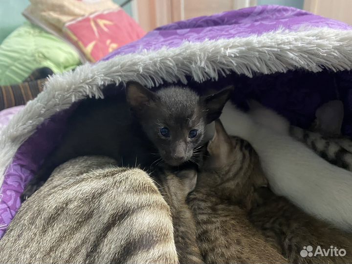 Ориентальные котята