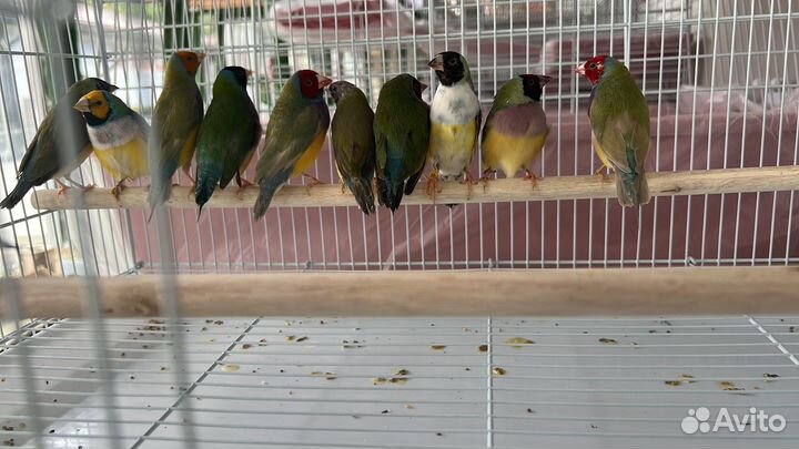 Амадины гульда