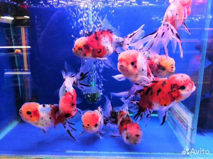 Золотая рыбка телескоп риукин ранчу оранда