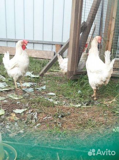 Куры несушки продам