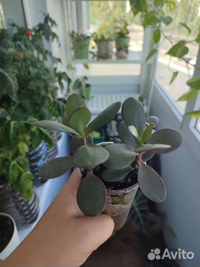 Крассула овата, толстянка