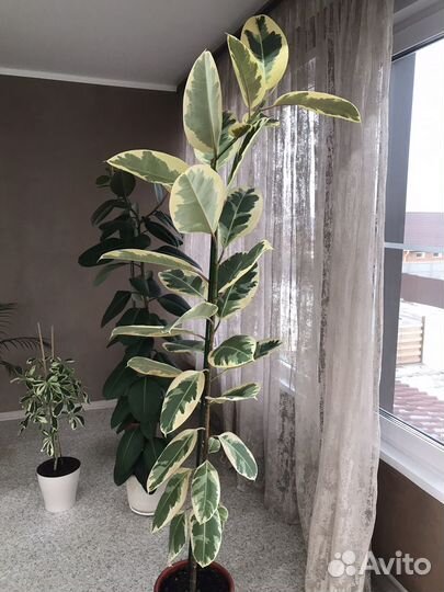 Фикус каучуконосный