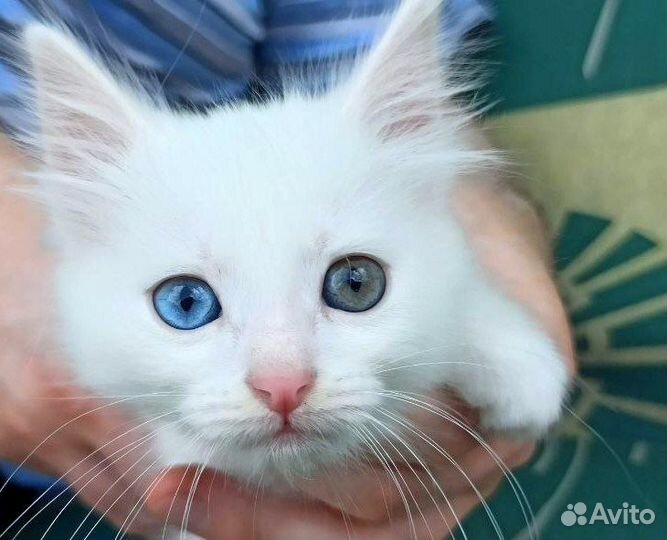 Котята ищут дом