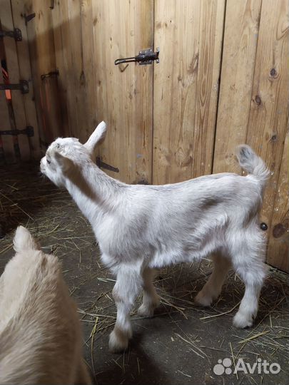 Экспериментальные козлята