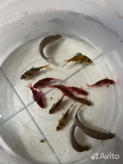 Рыба барбусы