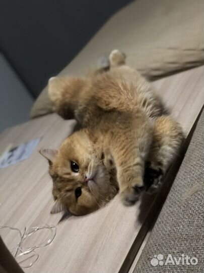 Кот Малыш