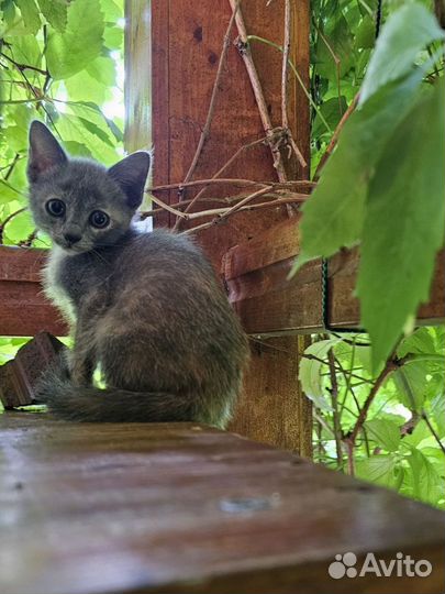 Котята в добрые руки бесплатно