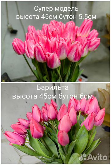 Луковицы тюльпанов