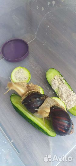 Улитки ахатины бесплатно