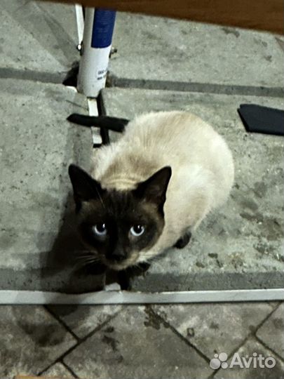 Тайская кошка
