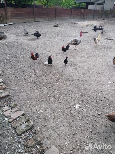 Утки,селезни