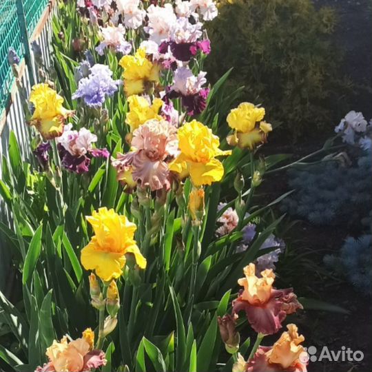 Ирисы Бородатые