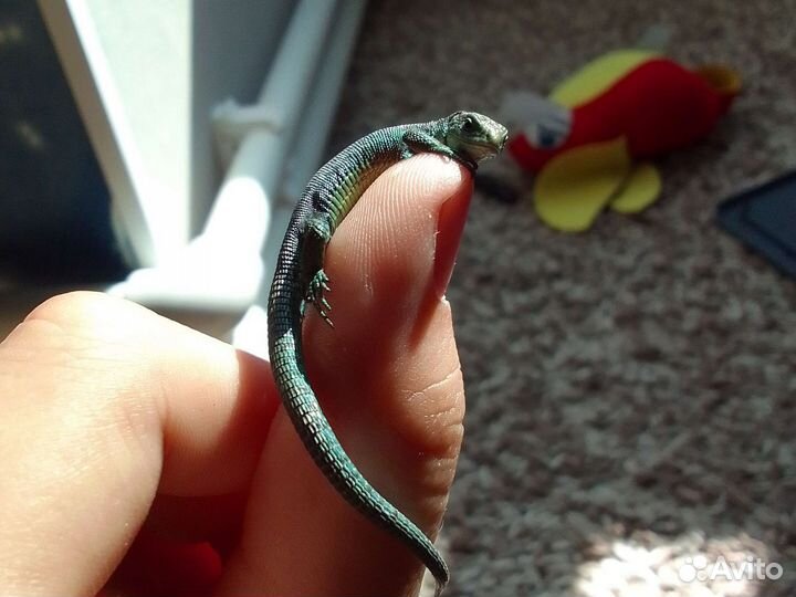 Ящерки прыткие