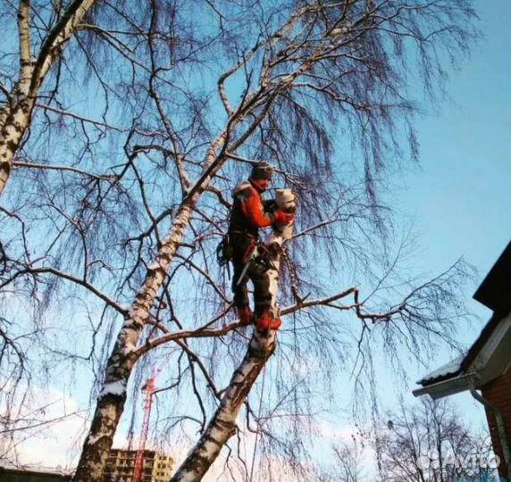 Спил деревьев