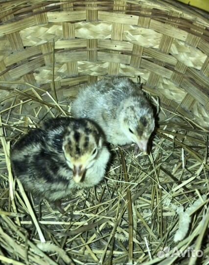 Индюшата утята цыплята суточные Индоутки семья