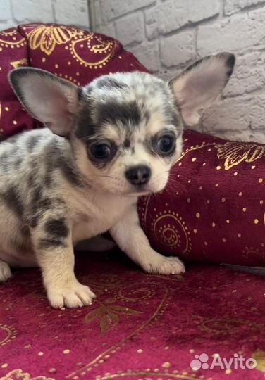 Голубой Мерль с подпалом