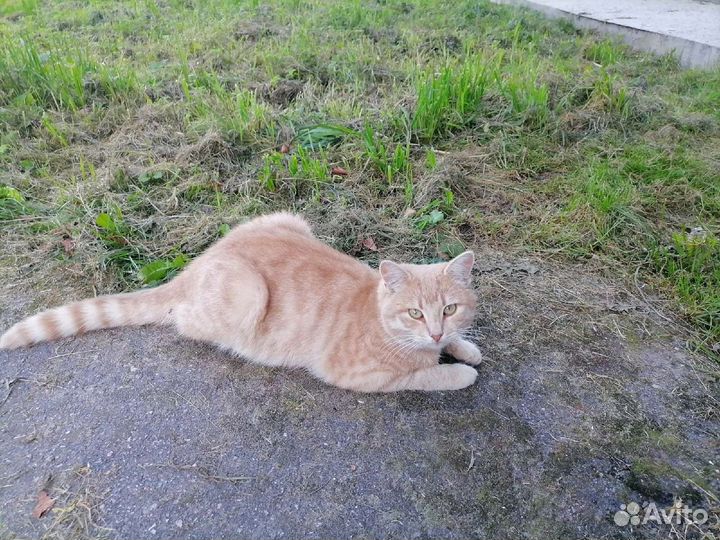 Рыжий бездомный молодой кот