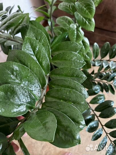 Замиокулькас